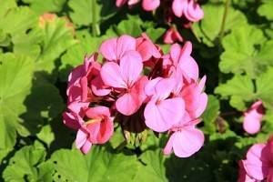 5 remèdes naturels contre la bronchite