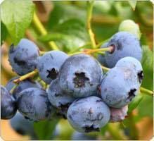 Bleuet