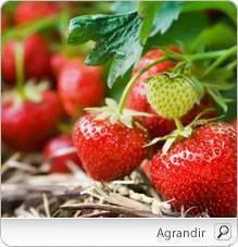 La fraise, un fruit gourmand qui possède de nombreux bienfaits