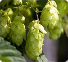 Houblon