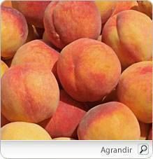 La pêche : tout savoir sur ce fruit d'été