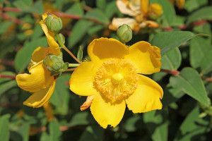 8 plantes pour lutter contre la déprime