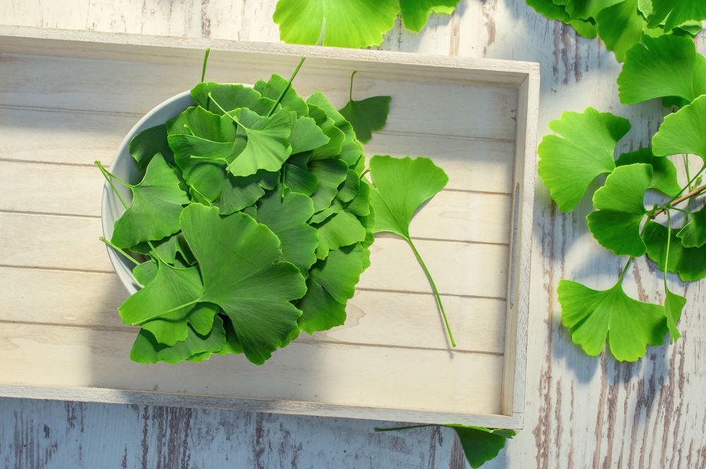 5 plantes pour stimuler la mémoire et la concentration